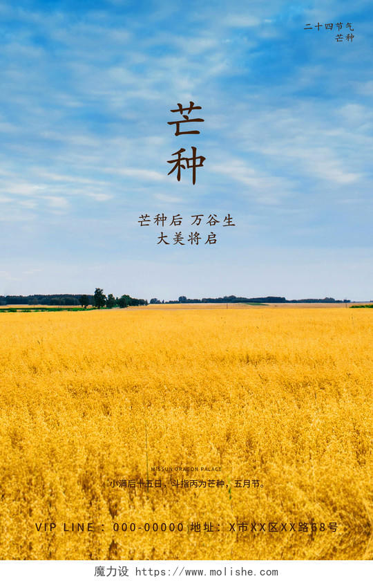 简约清新原野天空小麦大麦粮食夏自然景观二十四节气芒种海报芒种微信